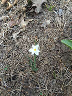 Imagem de Sisyrinchium campestre E. P. Bicknell