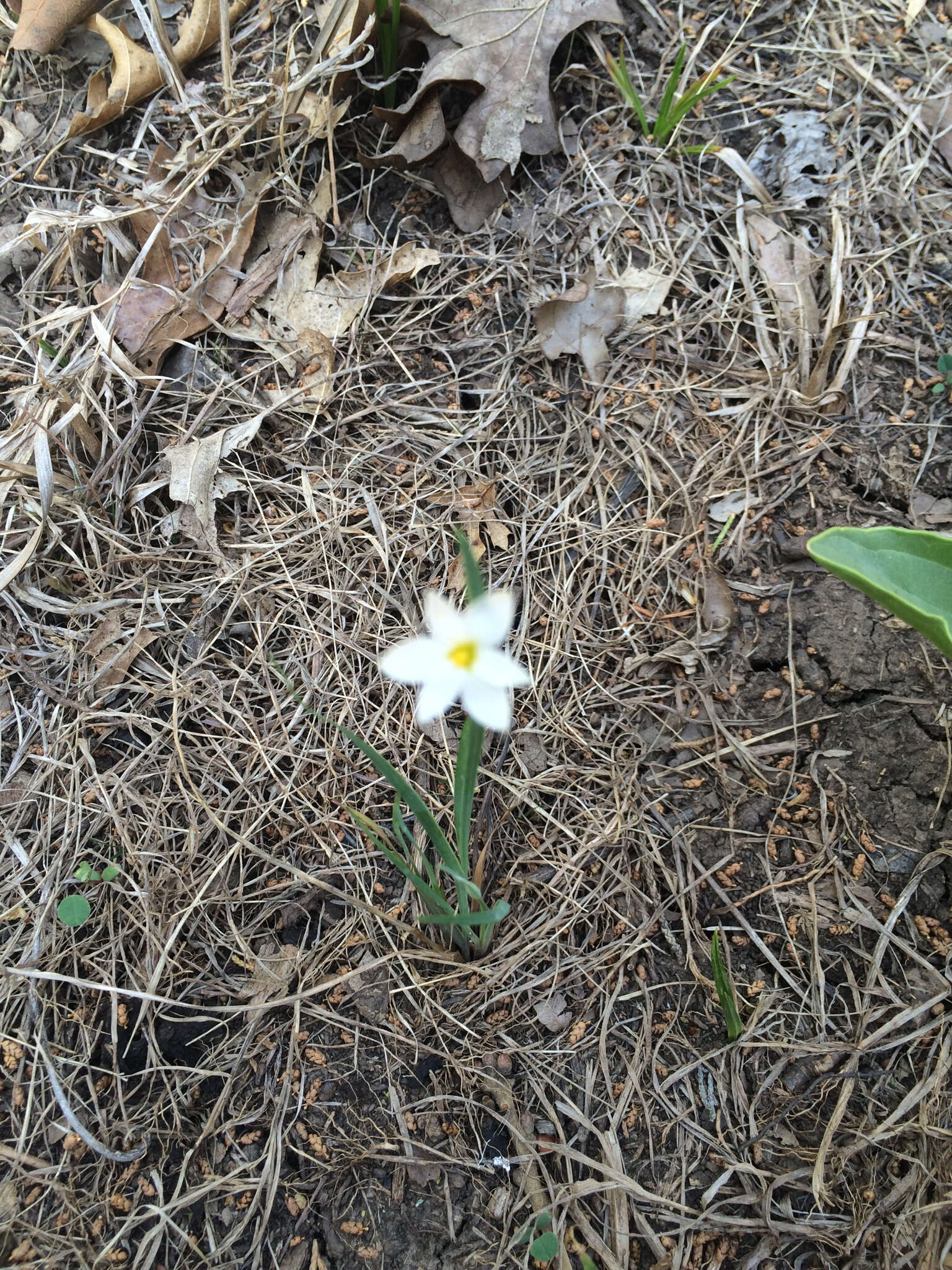 Sisyrinchium campestre E. P. Bicknell的圖片