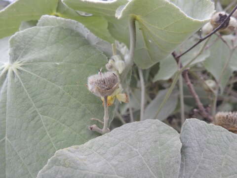 Image of Abutilon ibarrense Kunth