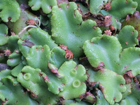 Image of common liverwort