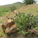 Image of Dichrocephala chrysanthemifolia var. alpina (R. E. Fr.) Beentje