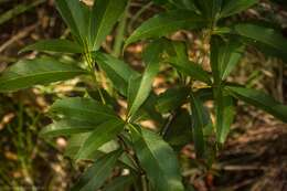 Image of Denhamia celastroides (F. Müll.) L. W. Jessup