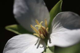 Image of Trillium camschatcense Ker Gawl.