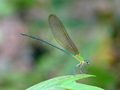 Image of Vestalis gracilis (Rambur 1842)