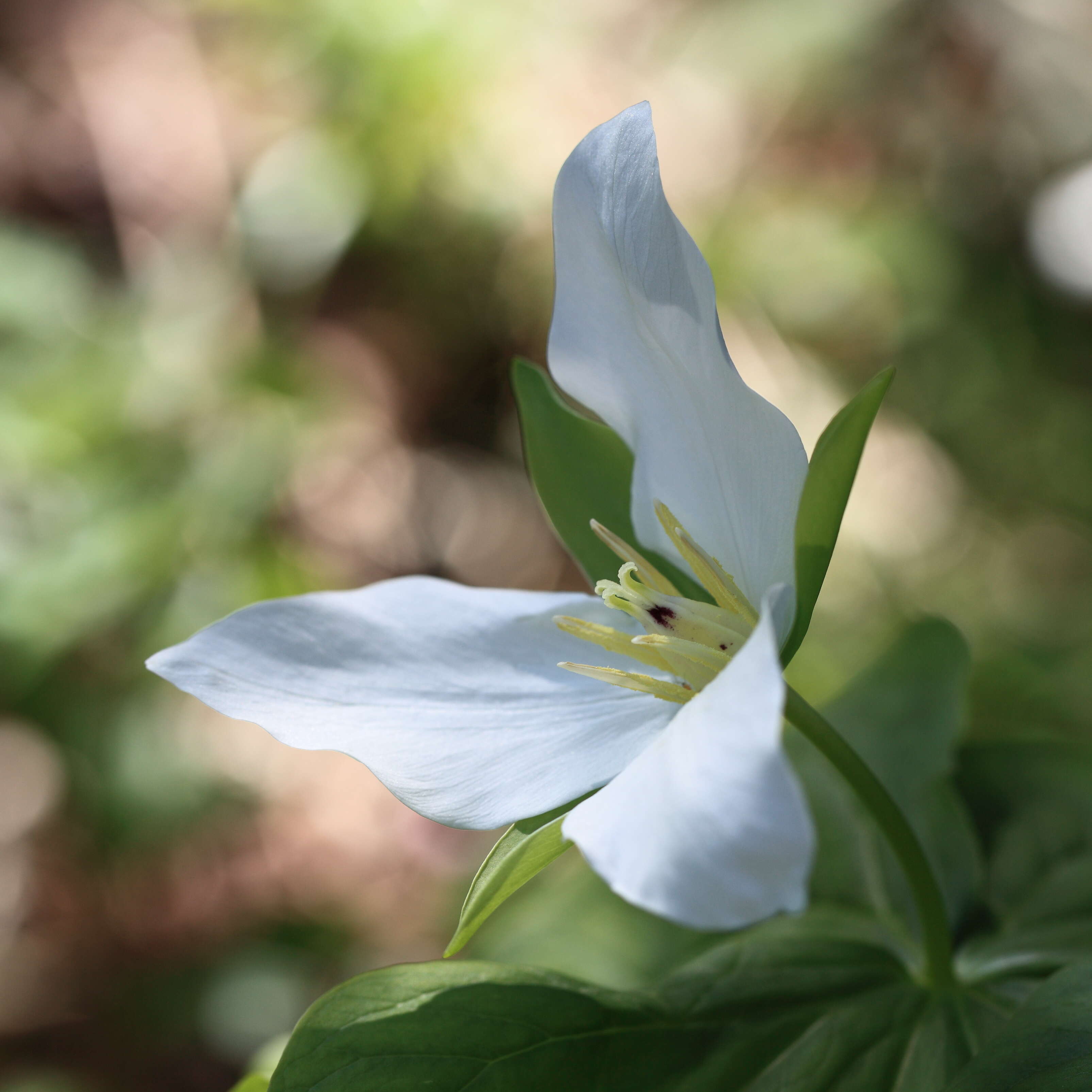 Image of Trillium camschatcense Ker Gawl.