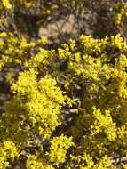 Imagem de Eriogonum microtheca var. ambiguum (M. E. Jones) Reveal