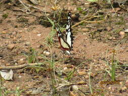 Image de Graphium morania (Angas 1849)