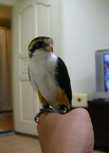 Image of Collared Falconet