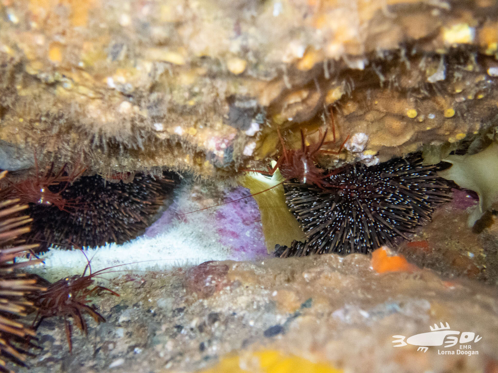 Image of red rock shrimp