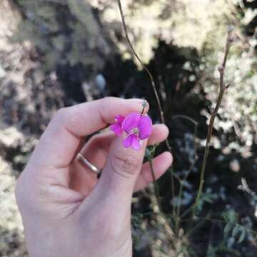 Image of Tephrosia capensis (Jacq.) Pers.