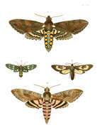 Image of nine-spotted