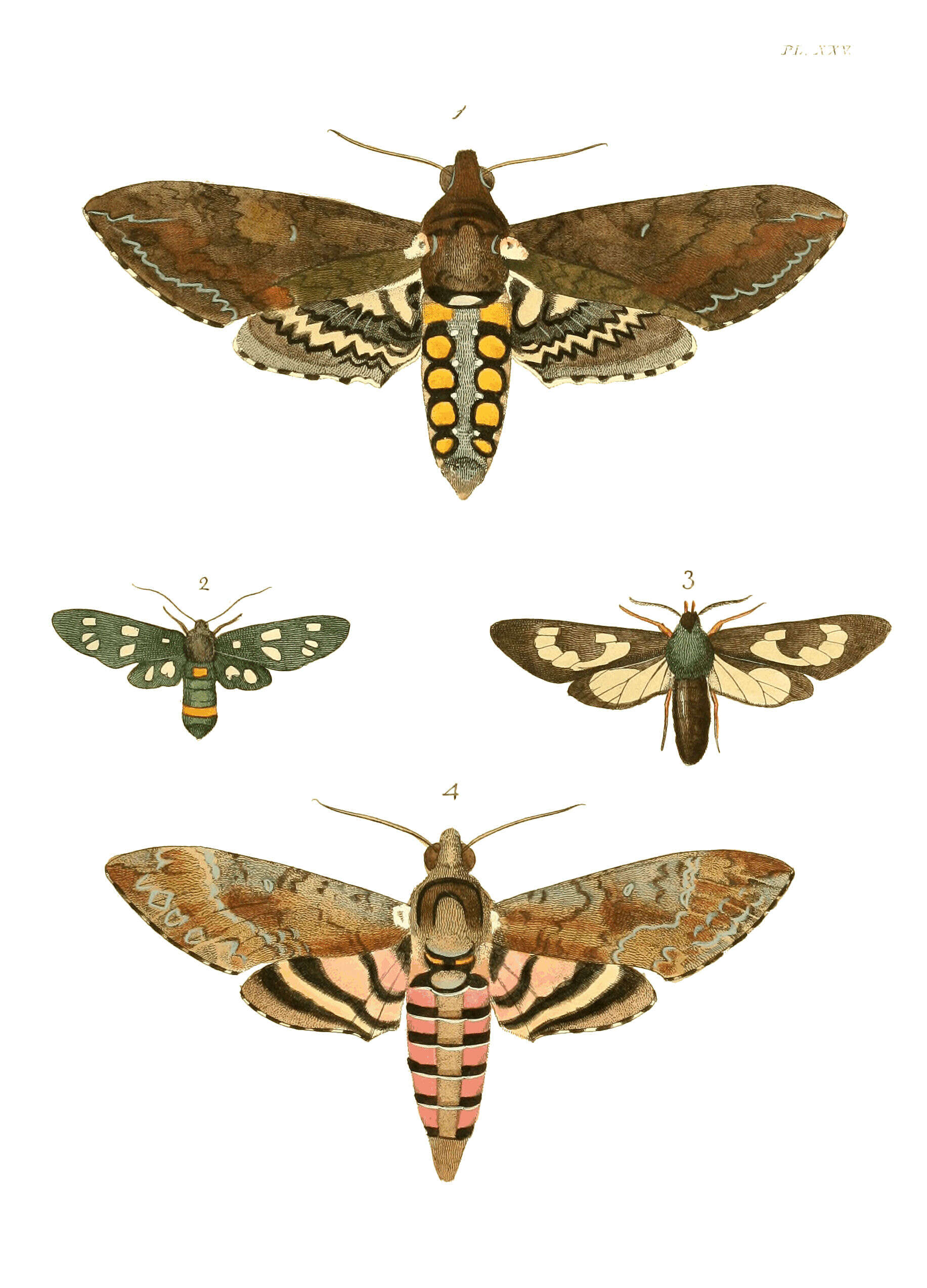Image of nine-spotted