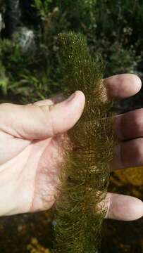 Image of Eastern water-milfoil