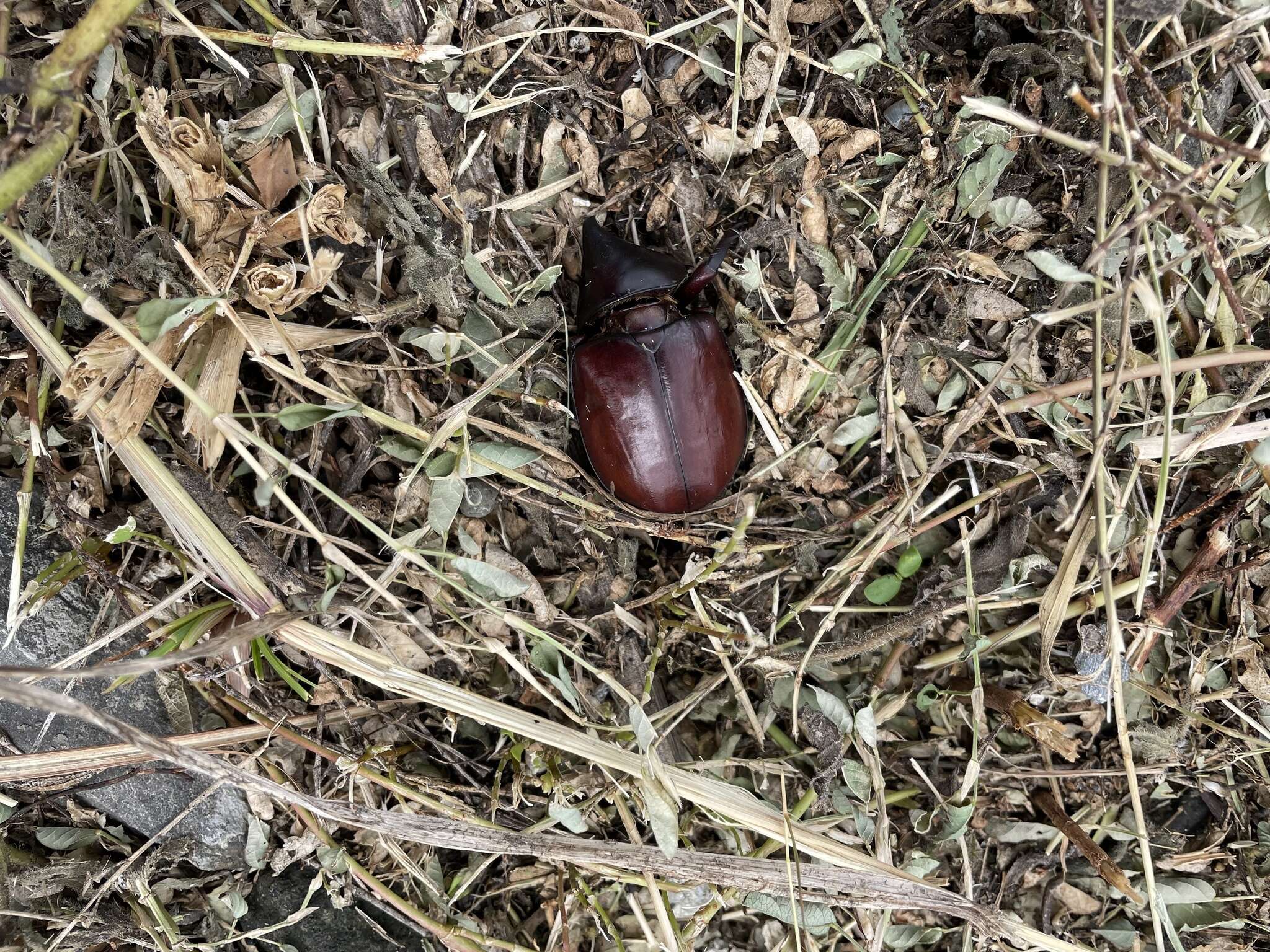 Image of Xylotrupes philippinensis peregrinus Rowland 2006