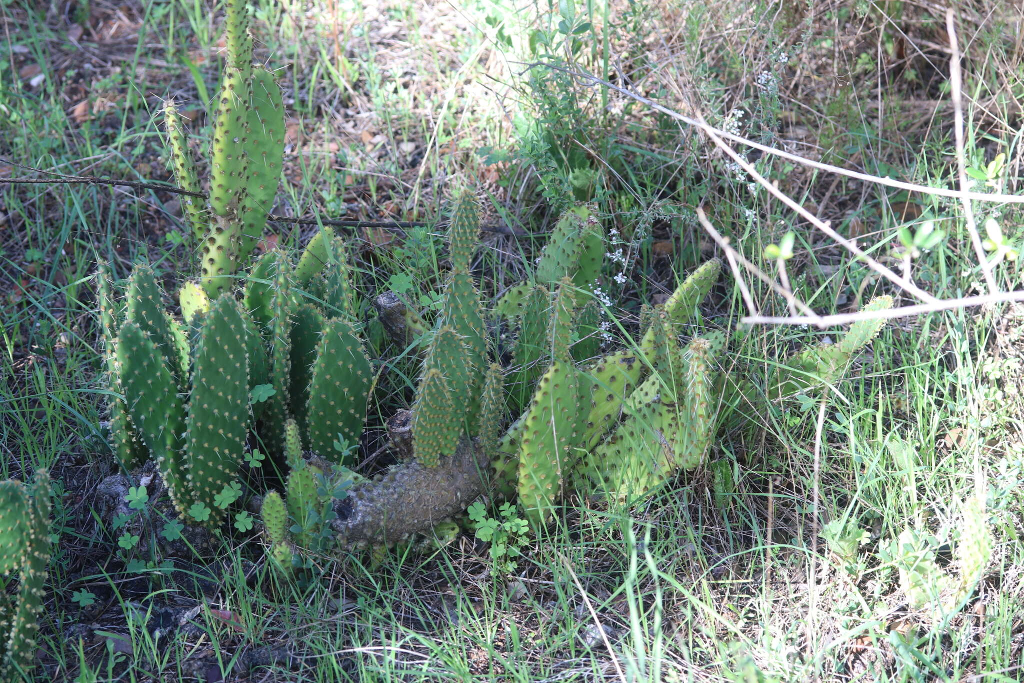 Image of Opuntia puberula Pfeiff.