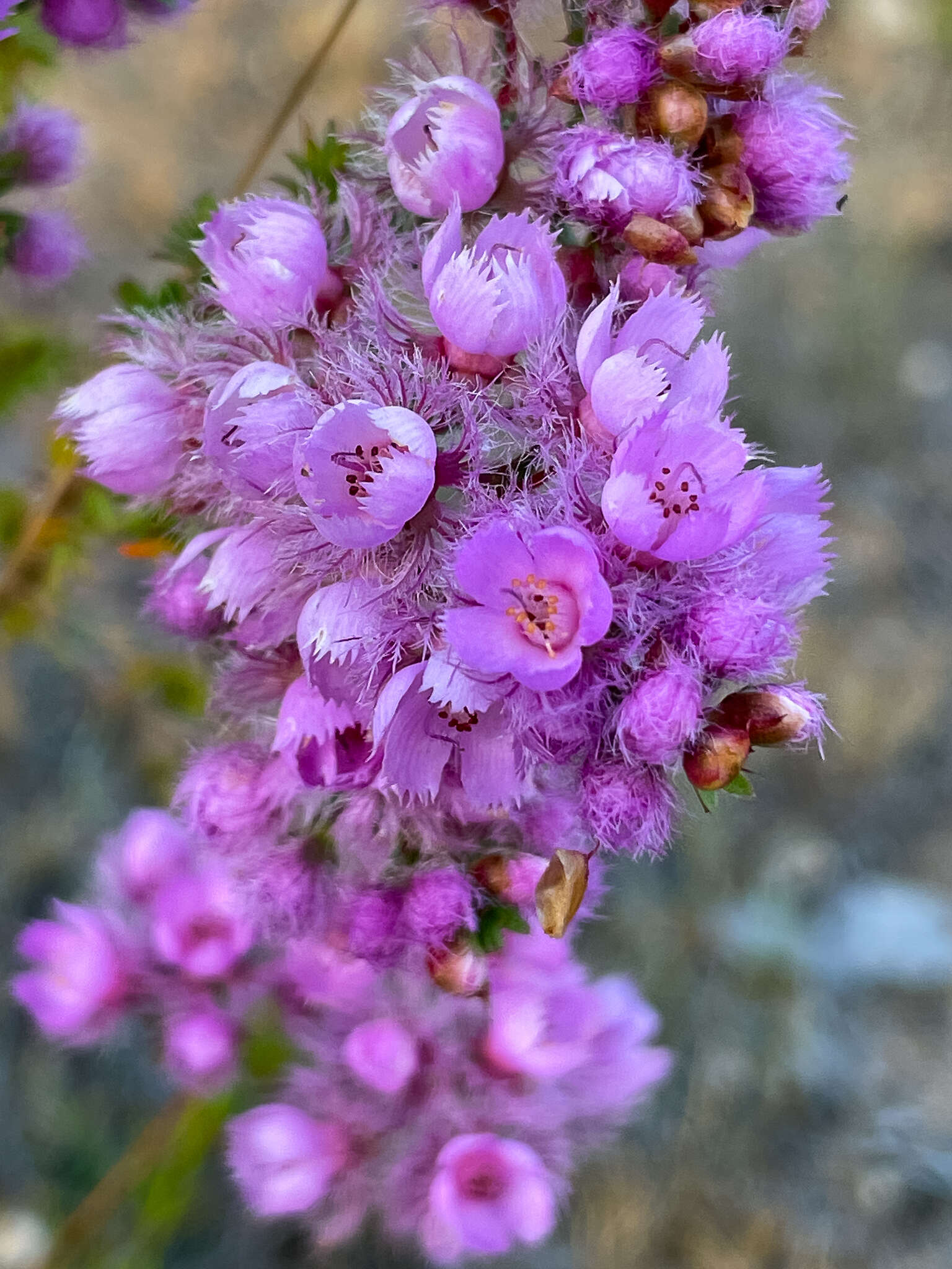 Image of Verticordia pennigera Endl.