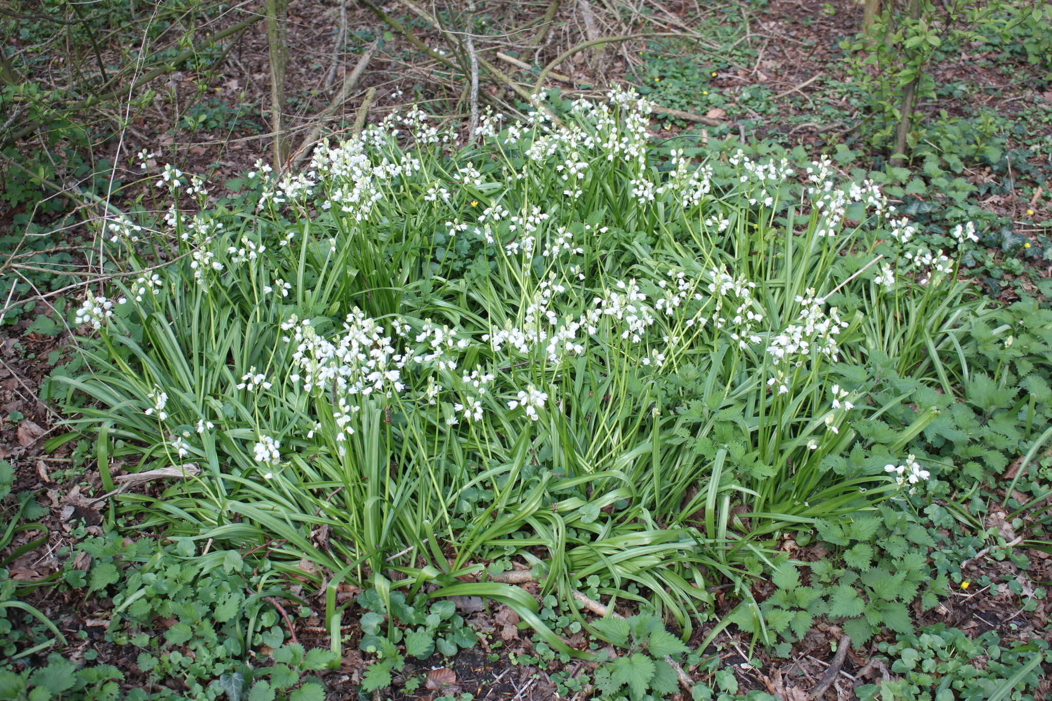 Image of Hispanic hyacinthoides