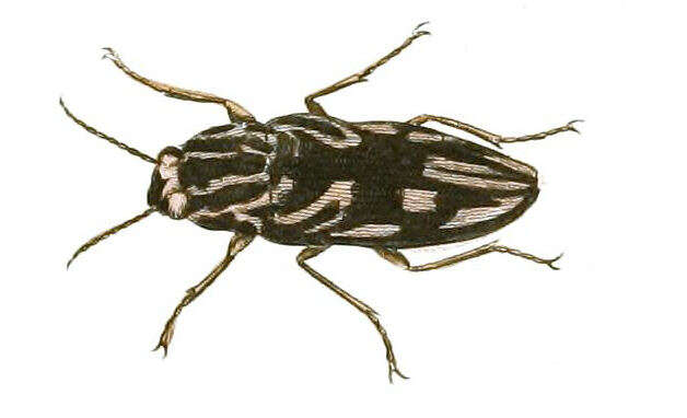 Image of Sculptured Pine Borer