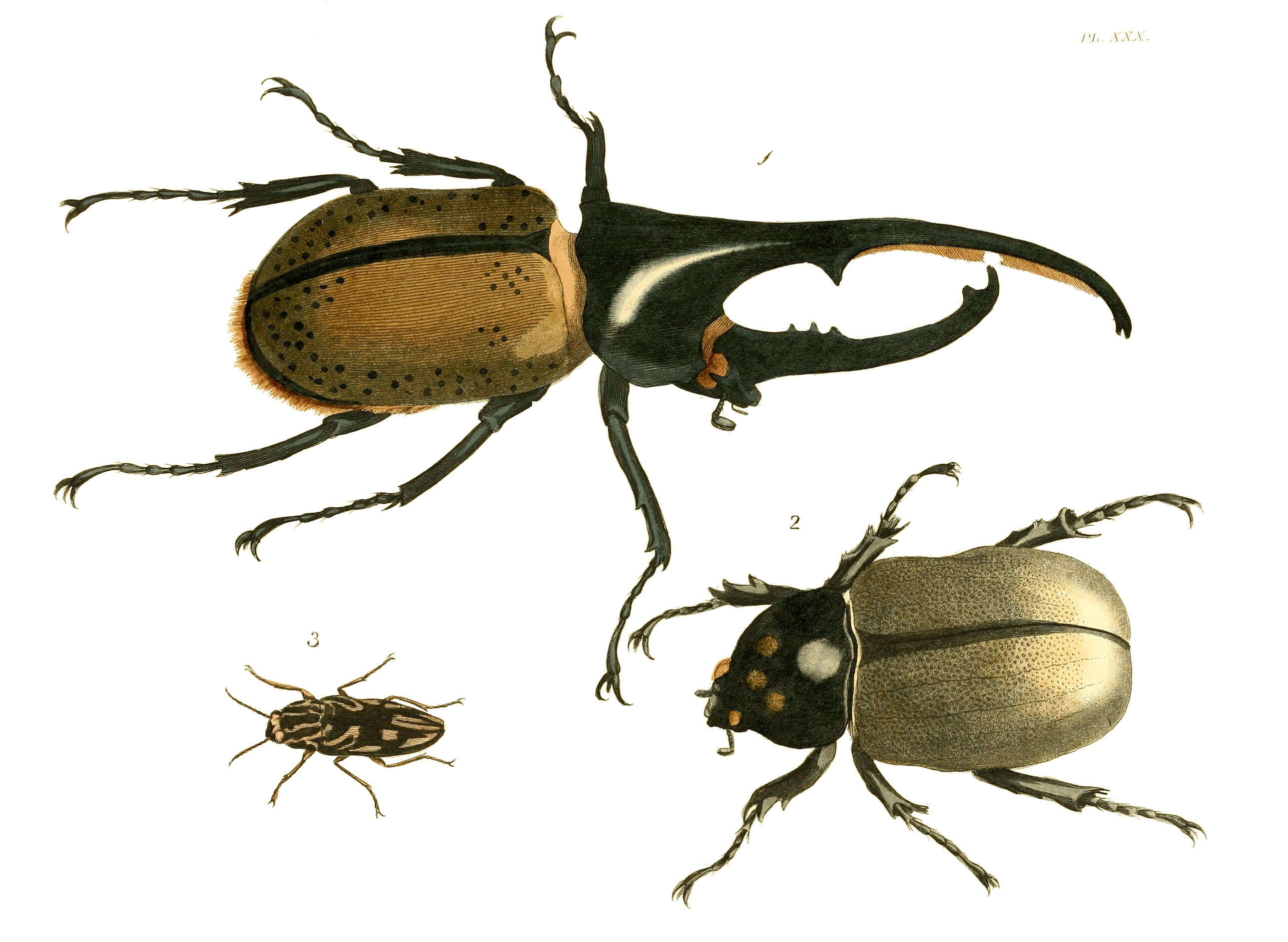 Imagem de Chalcophora virginiensis (Drury 1770)