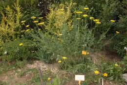 Image of fernleaf yarrow