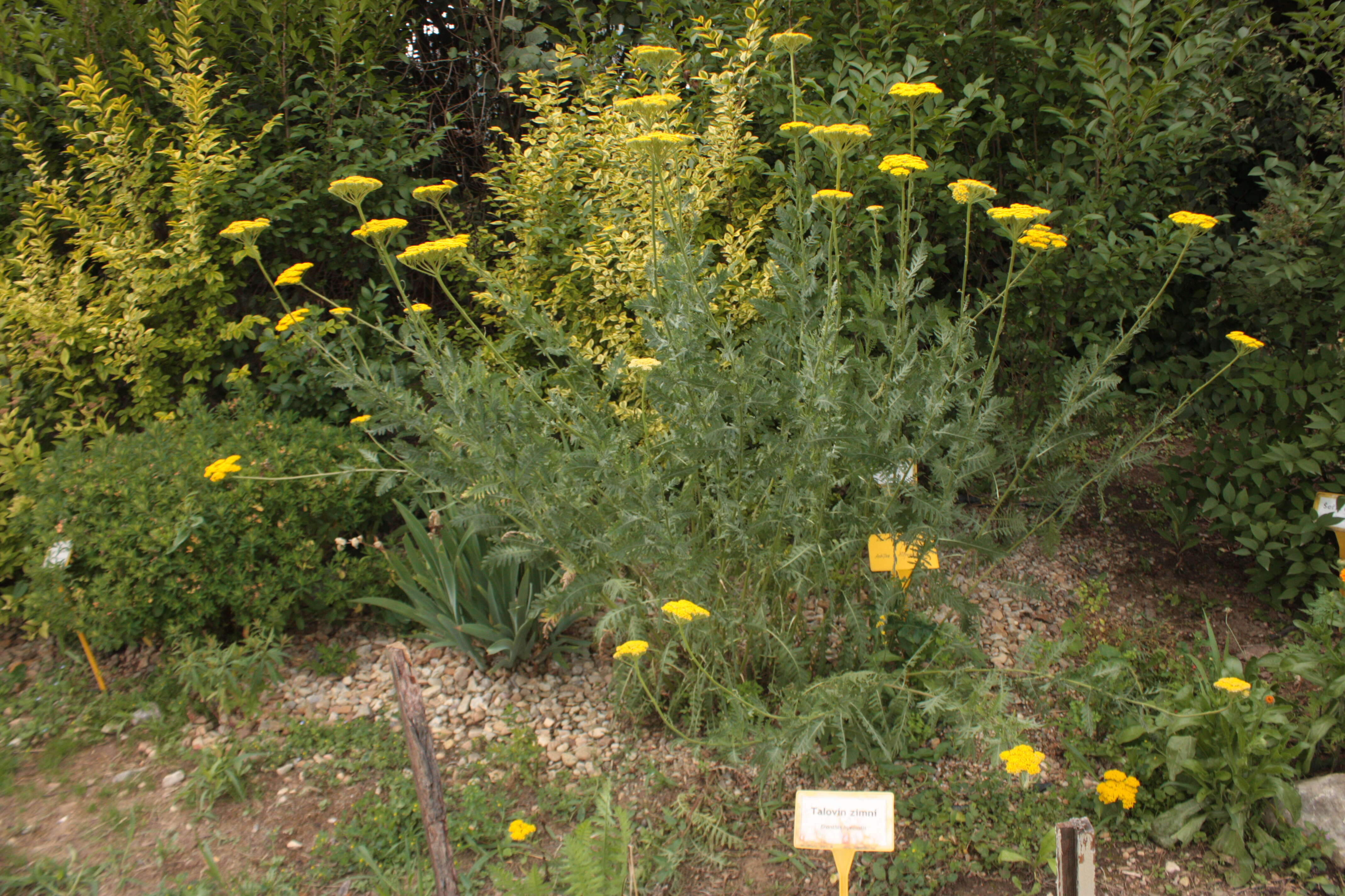 Image of fernleaf yarrow