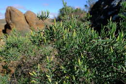 Image of Pteronia leptospermoides DC.