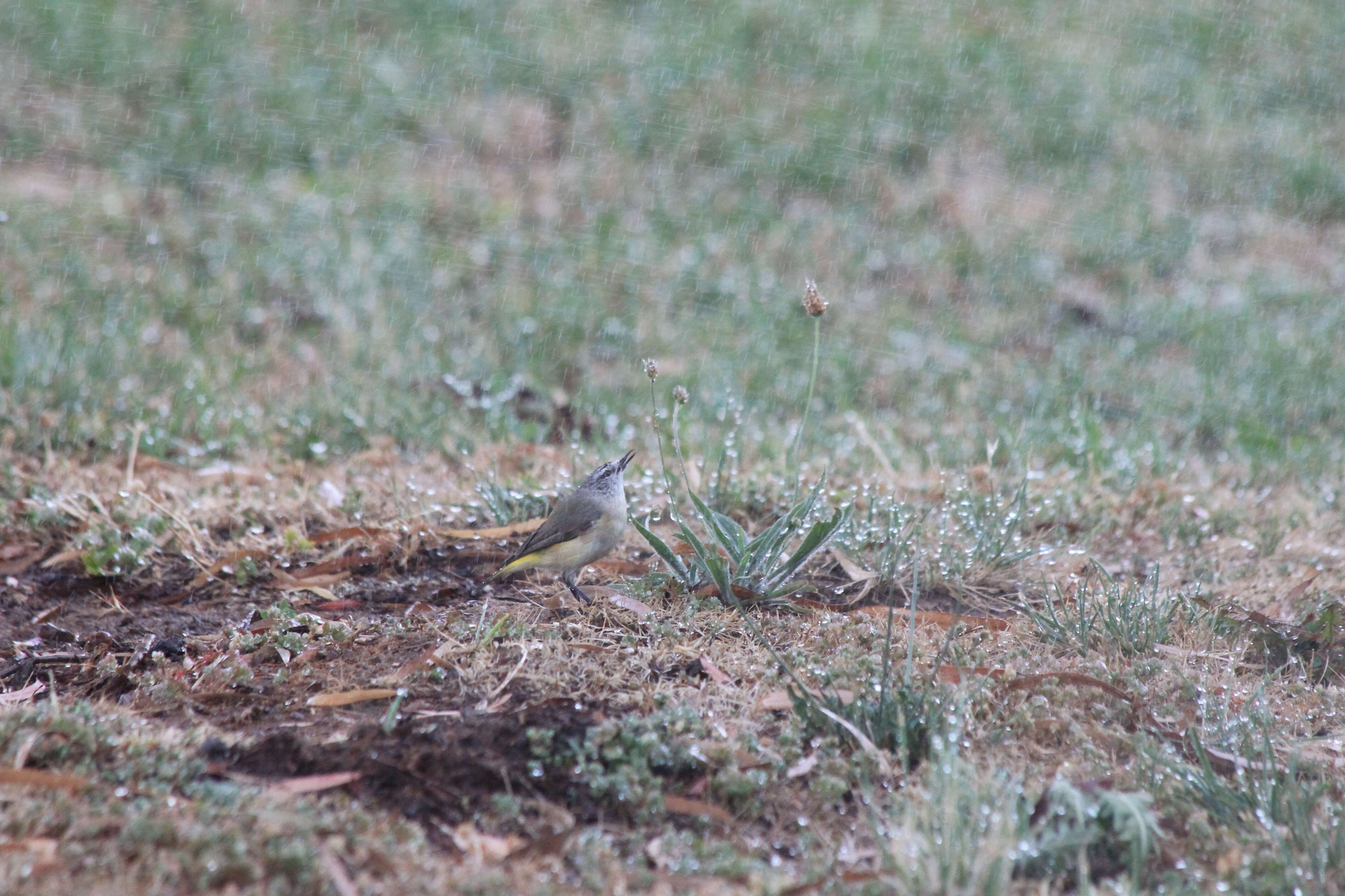 Image of Yellow-rumped Thornbill