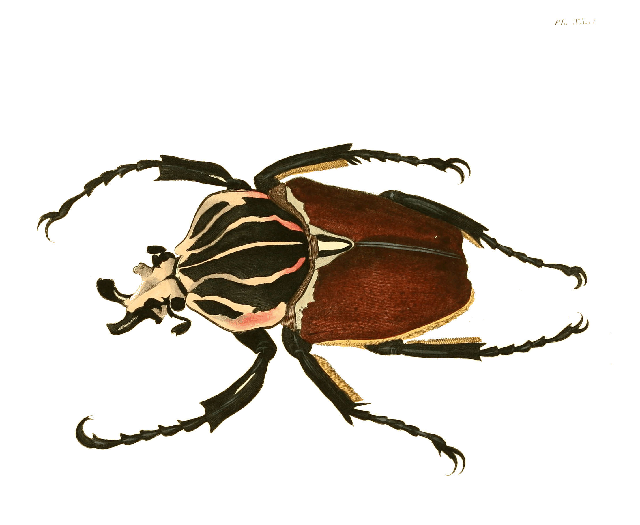 Goliath Beetle перевод