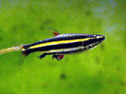Image of Dwarf pencilfish