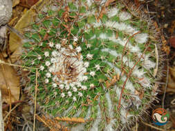 Image de Mammillaria mystax Mart.