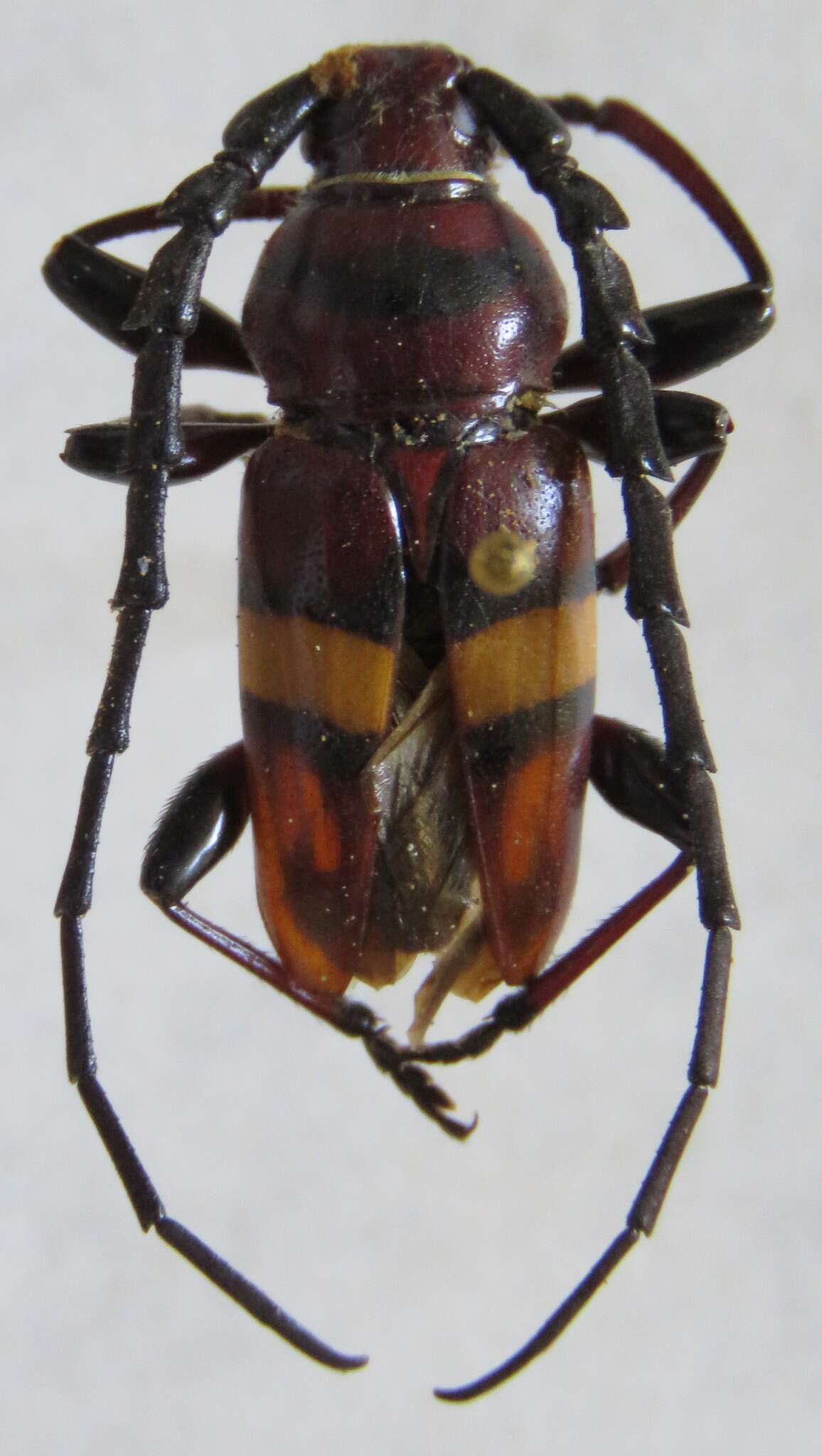 Image of Lissonotus flavocinctus multifasciatus Dupont 1836