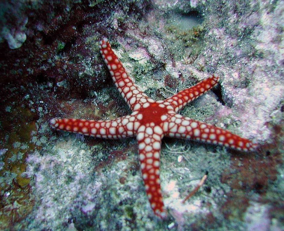 Image of Red and pink sea star