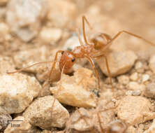 Image of Myrmecocystus wheeleri Snelling 1971