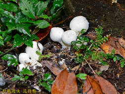 Lycoperdon spadiceum Schaeff. 1774的圖片