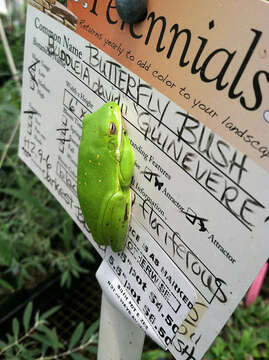 Image of American Green Treefrog