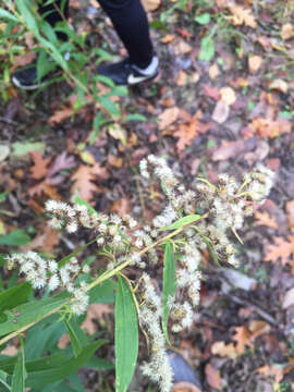 Solidago bicolor L. resmi