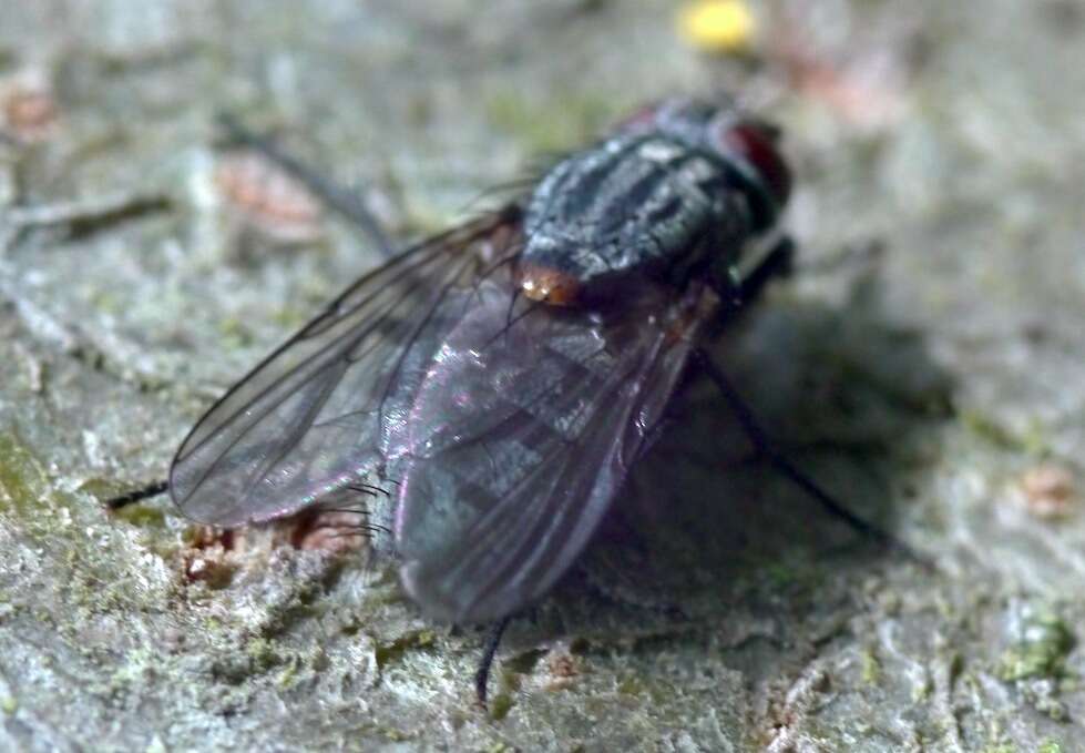 Image of House fly