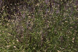 Image of Three-leafed chaff flower