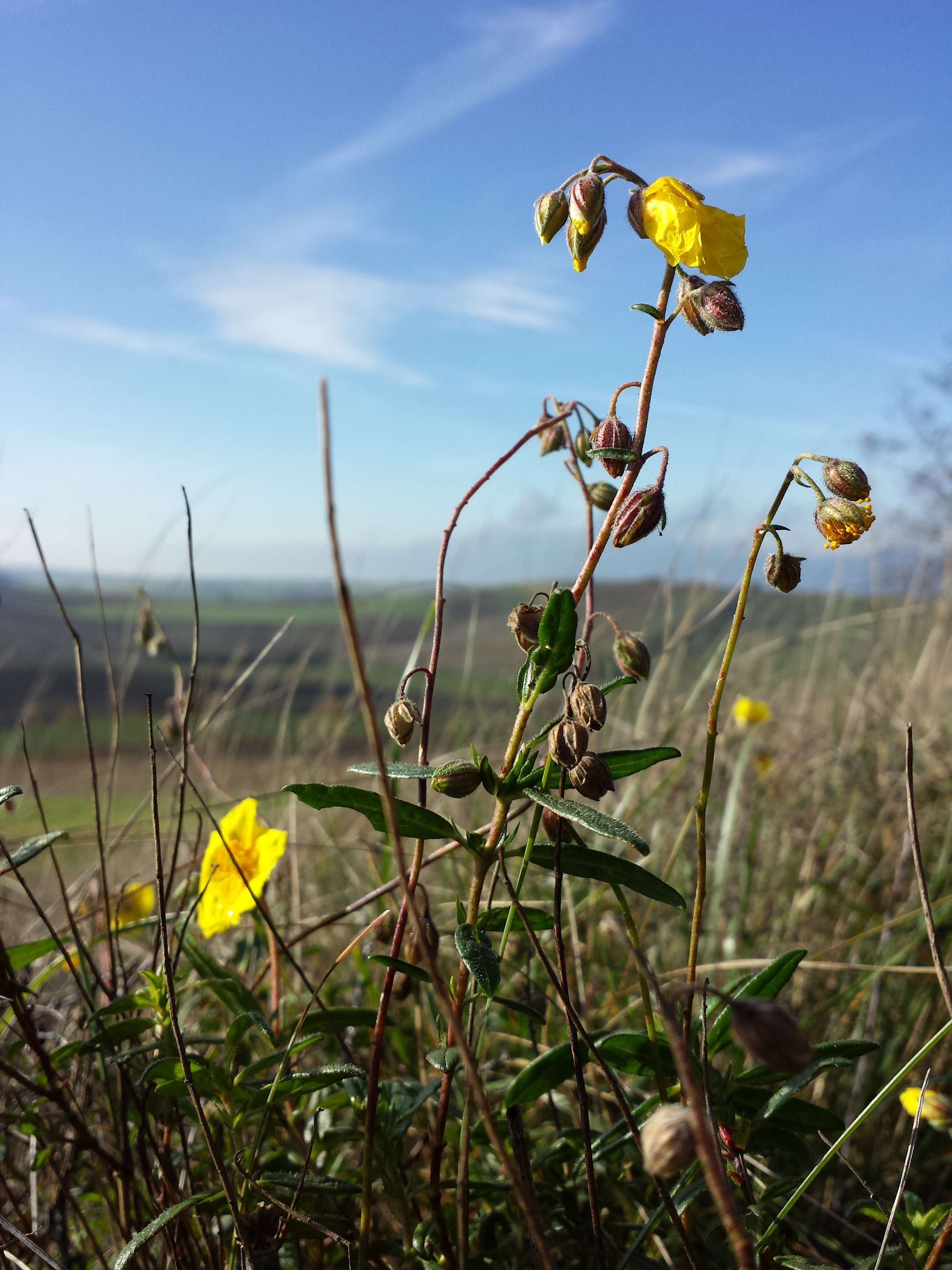 Image of Common Rock-rose