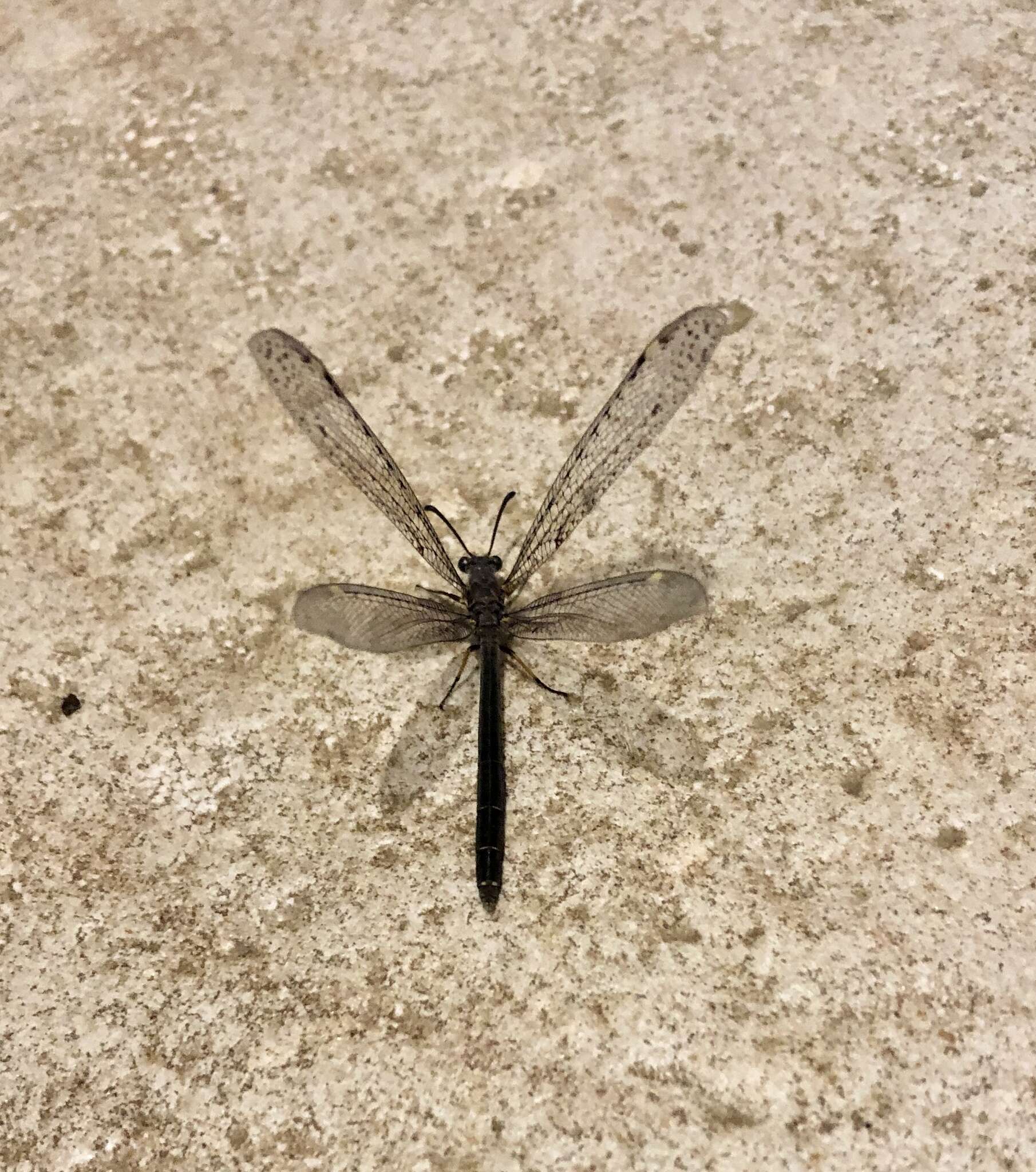 Image of New Zealand antlion