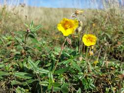 Image of Common Rock-rose