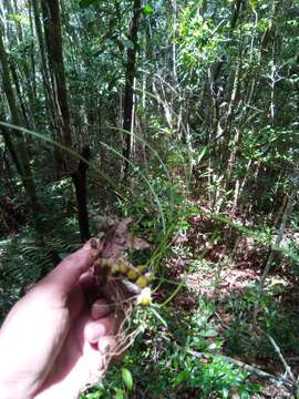 Image of Bulbophyllum leandrianum H. Perrier