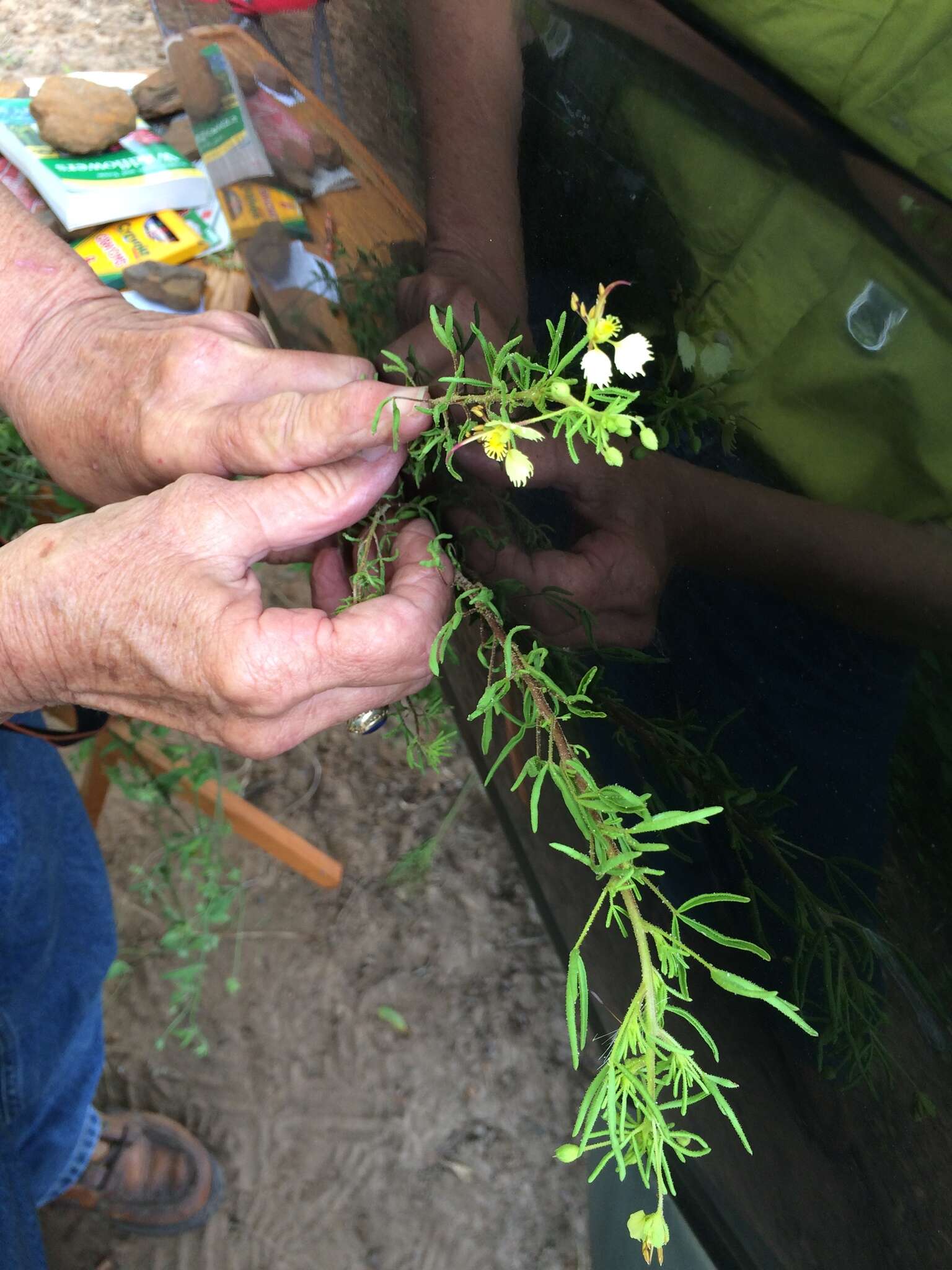 Image of large clammyweed