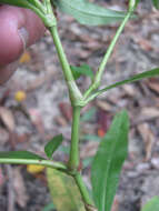 Image of Dotted Smartweed