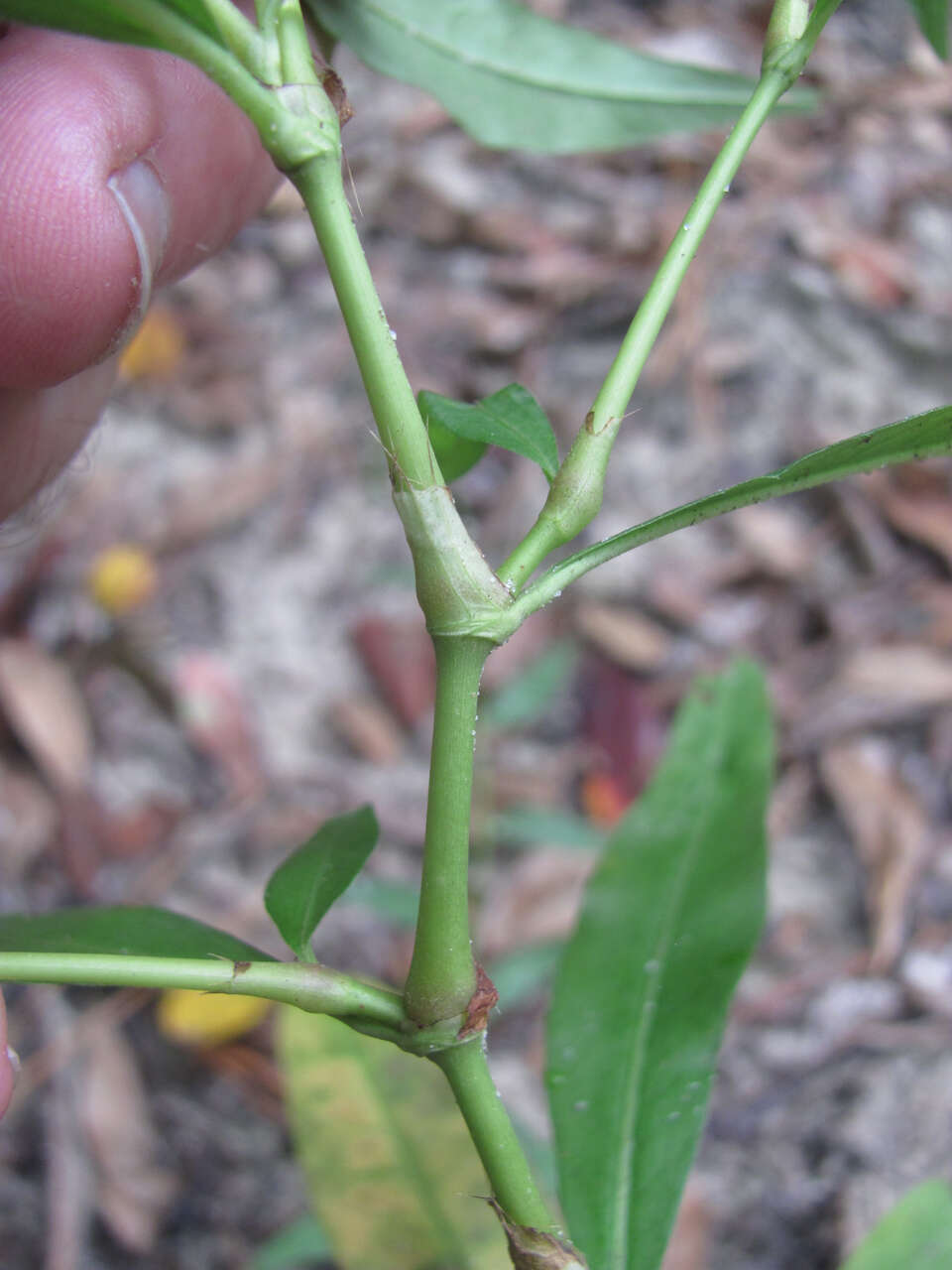 Image of Dotted Smartweed