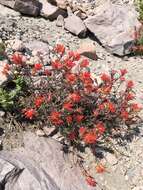 Слика од Castilleja pruinosa Fern.