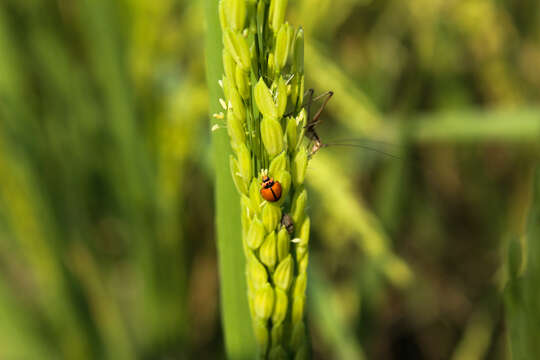 Imagem de Oryza sativa L.