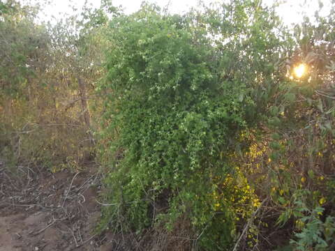 Image of Euphorbia californica Benth.