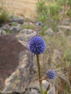 Image of Eryngium eriophorum Cham. & Schltdl.