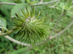 Image of Synurus deltoides (Ait.) Nakai